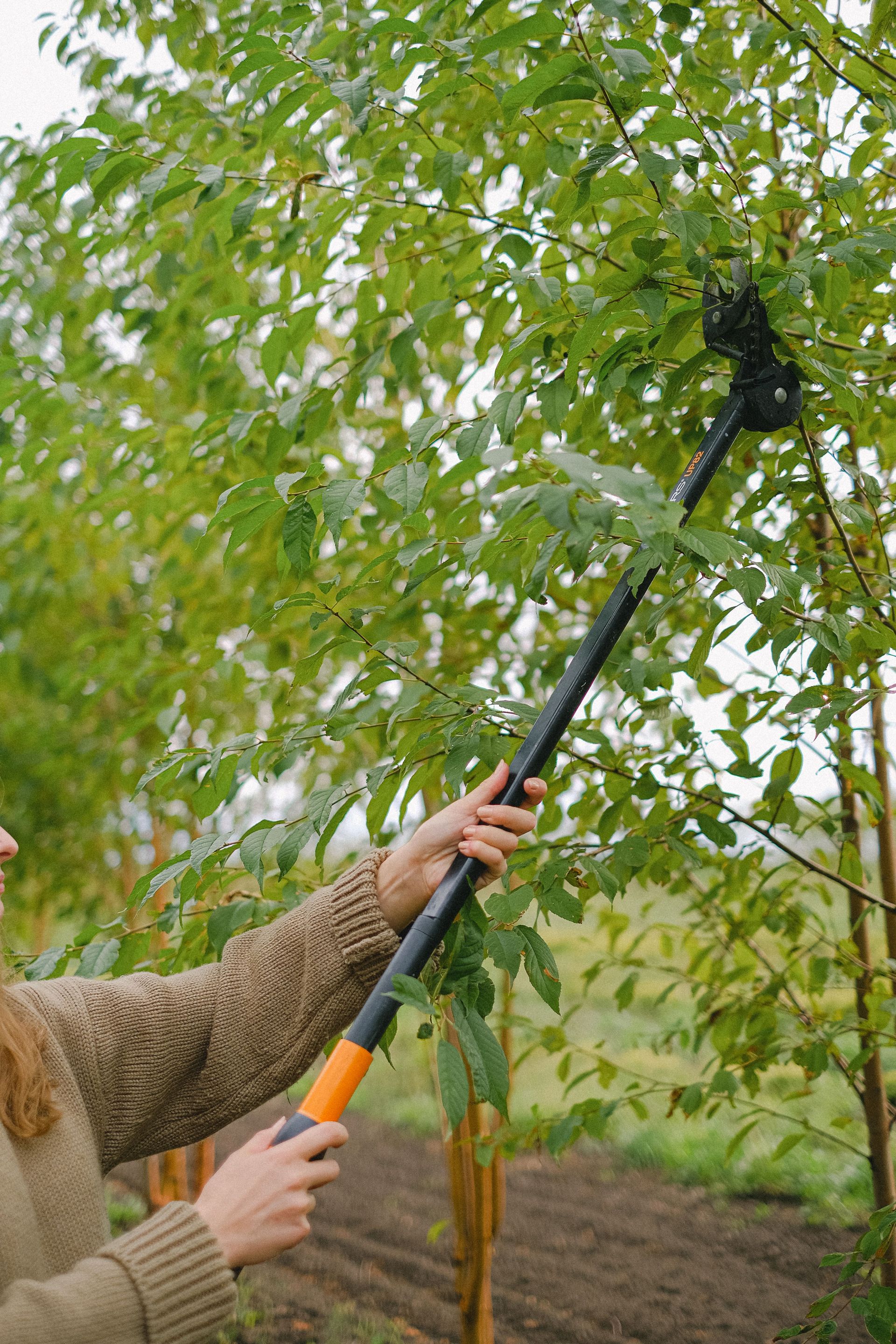 Crop anonymous female farmer with pole pruner cutting sprigs of tree growing in field