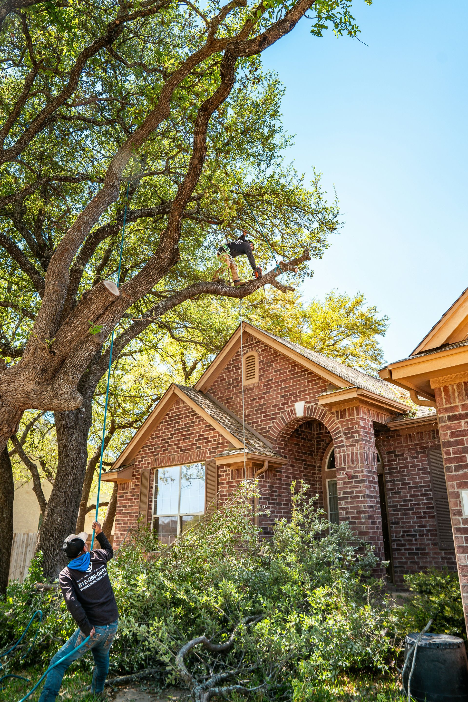 A tree service worker is trimming a large tree.