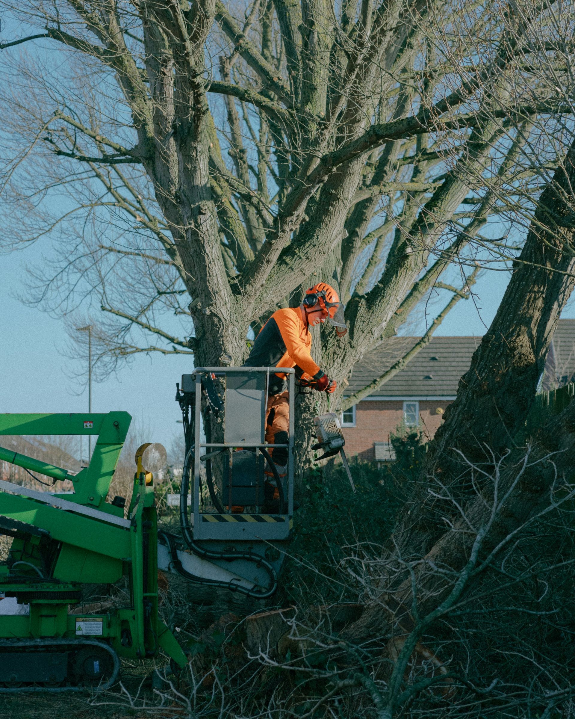 a man standing on top of a tree